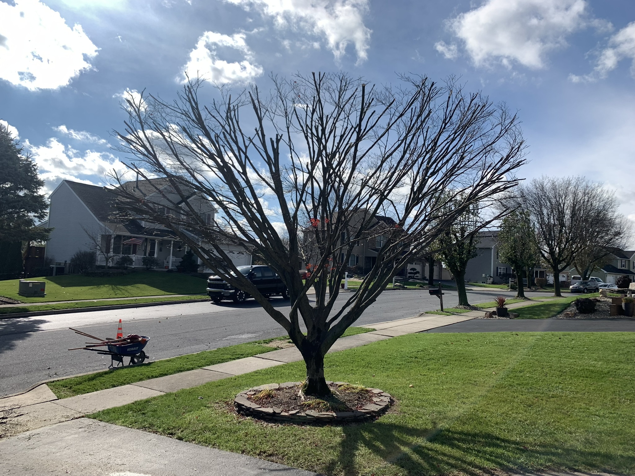 Tree pruning with clean structure and controlled shaping in a residential yard in Lehighton, PA